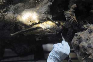 Les restes de squelette d'un pirate des Caraïbes, dans l'épage du Whydah